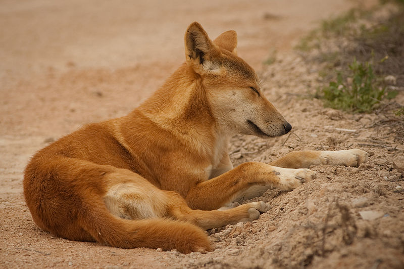 Australian Dingo A controversial predator Conservation Sense and
