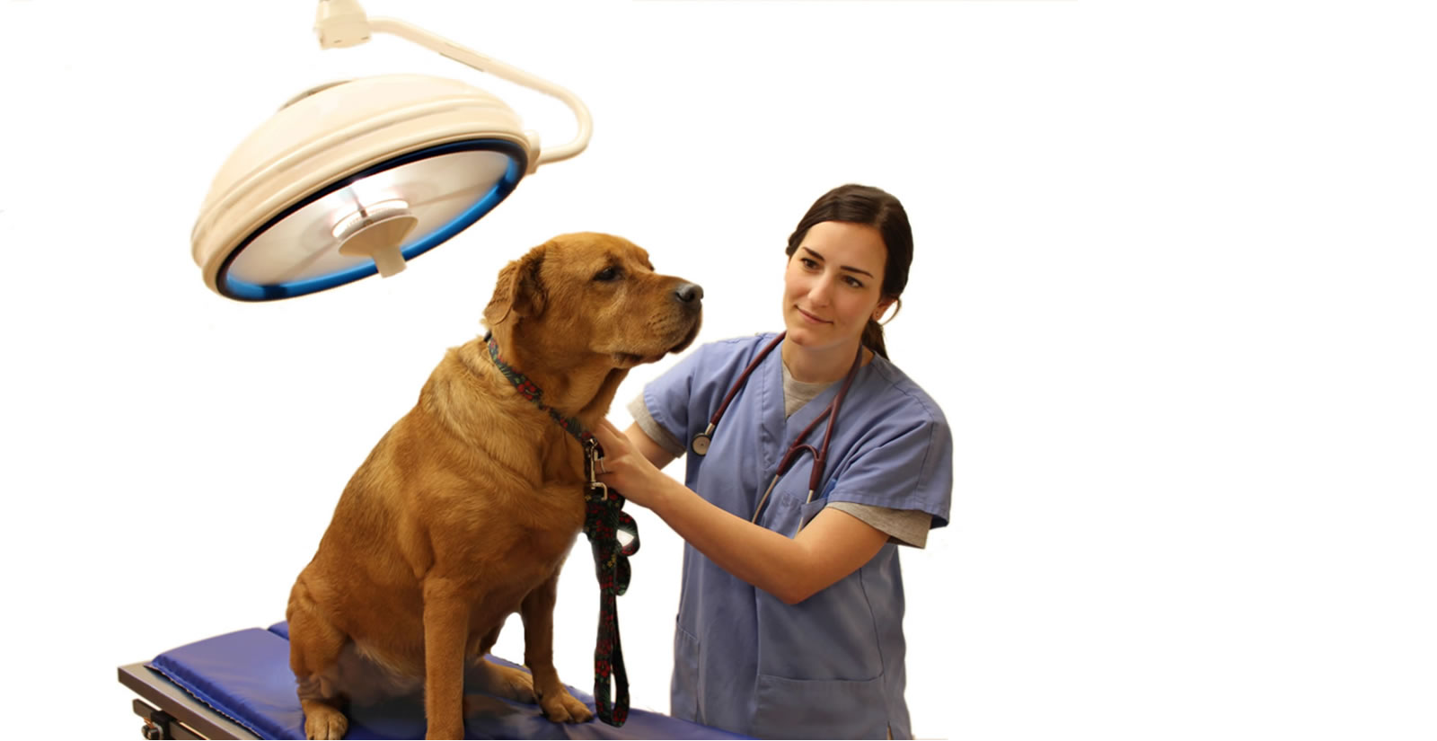 Millis Animal Hospital