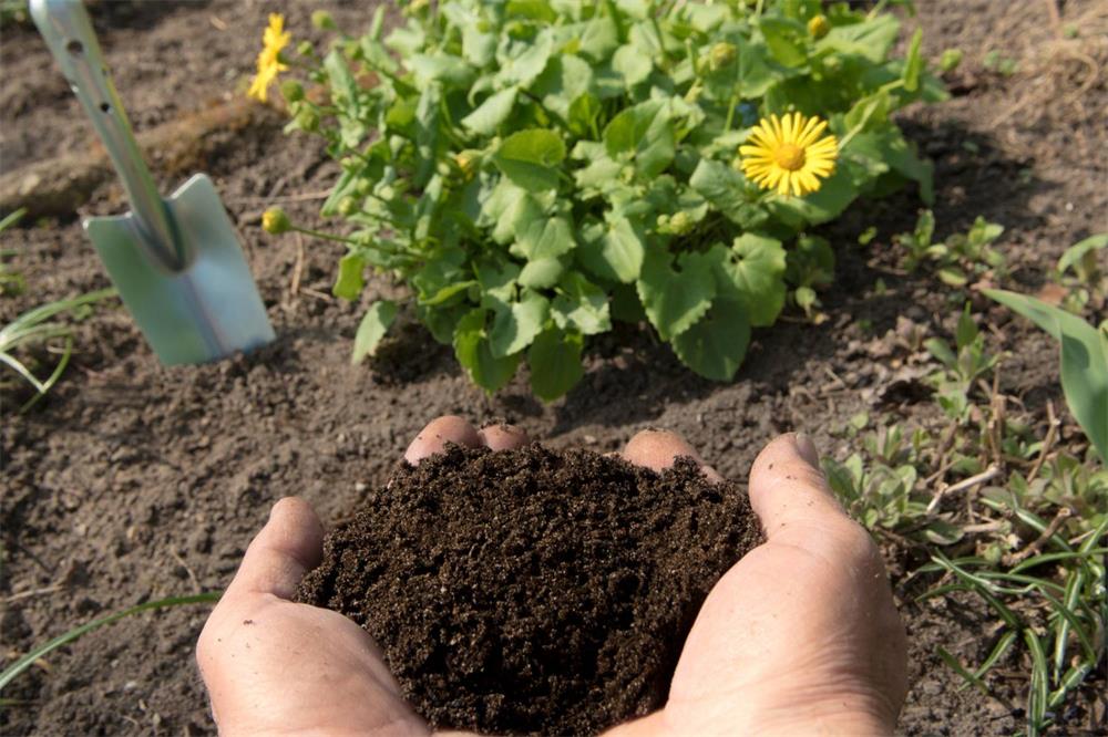 How to Use Manure to Improve Your Garden Soil? Millith’s Garden