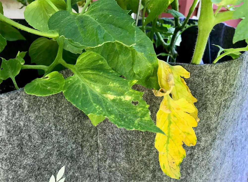 Why Do Outdoor Plant Leaves Turn Yellow? Millith’s Garden