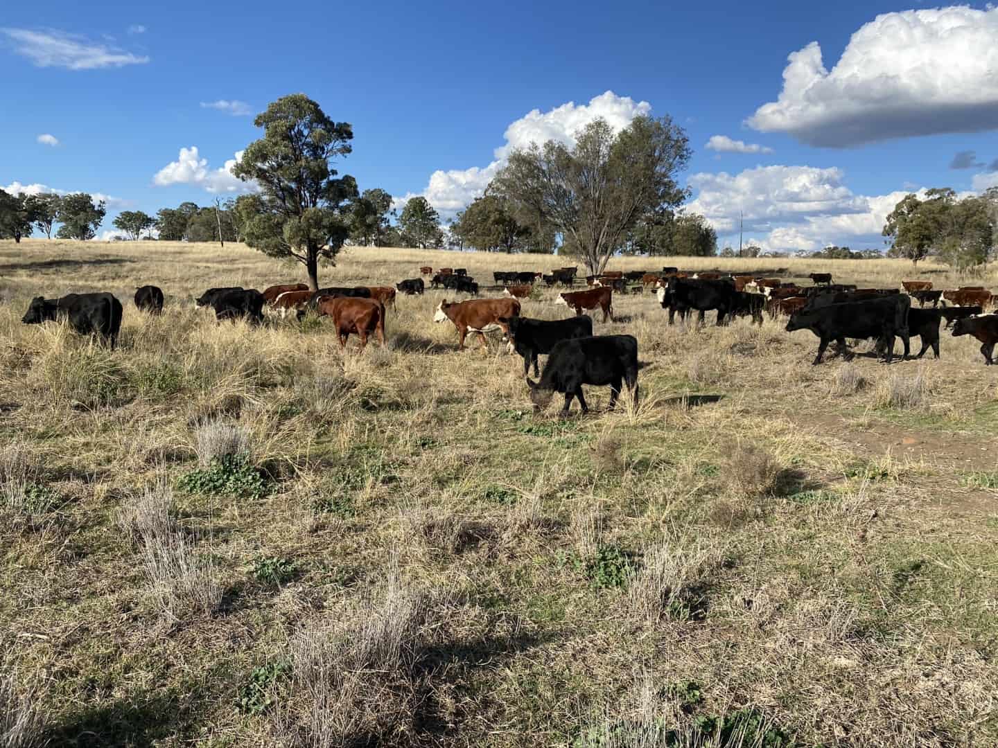 Millmerran Rural Agencies Millmerran Rural Agencies specializes in