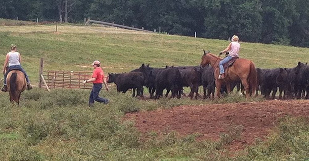 Mooresville farm successfully shifts business model to stay afloat