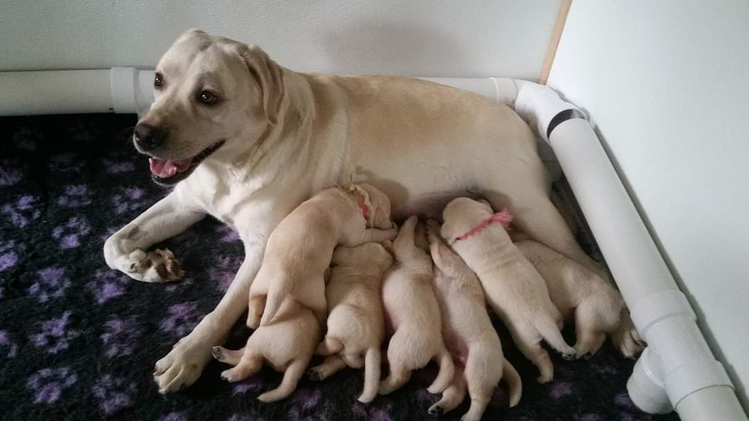 Milltowne Labrador Retrievers