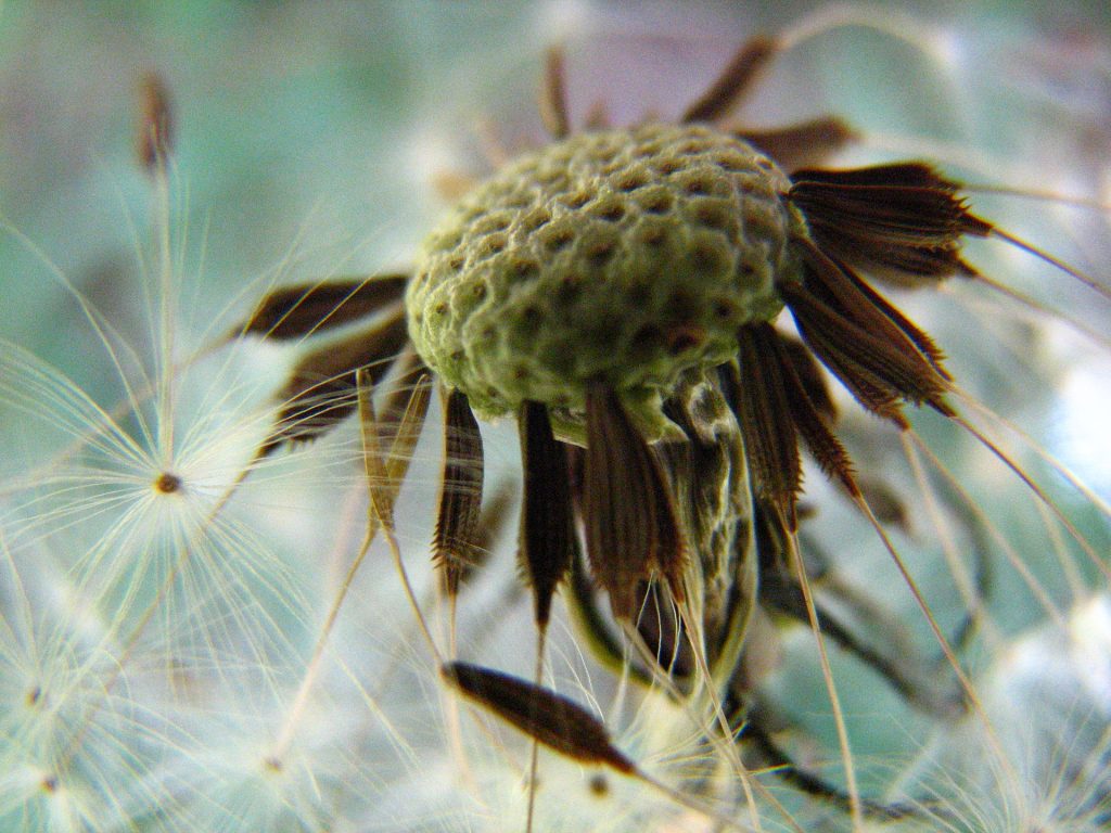 Dandelion Inanimate Life