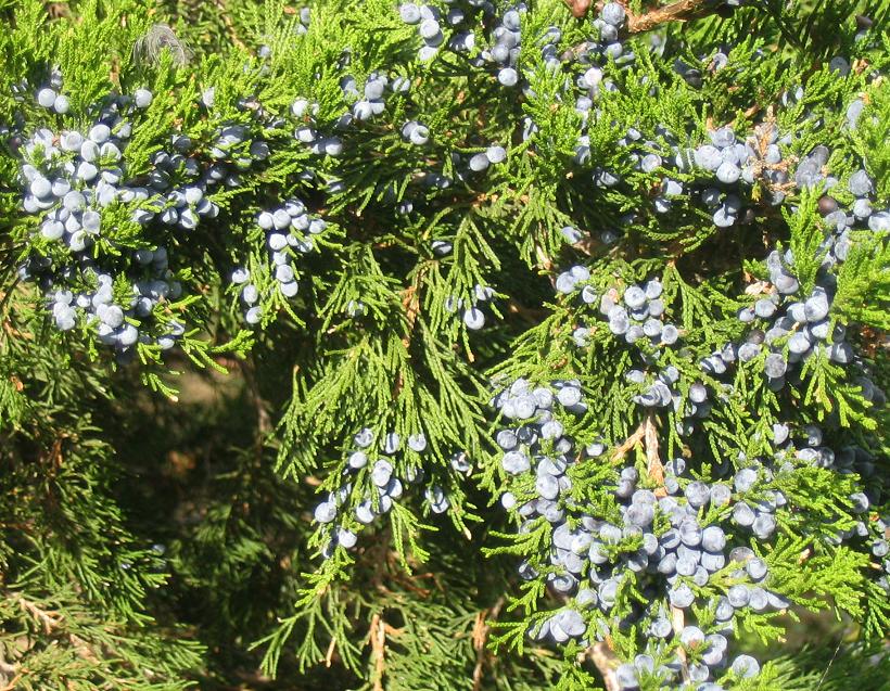 Juniper Inanimate Life