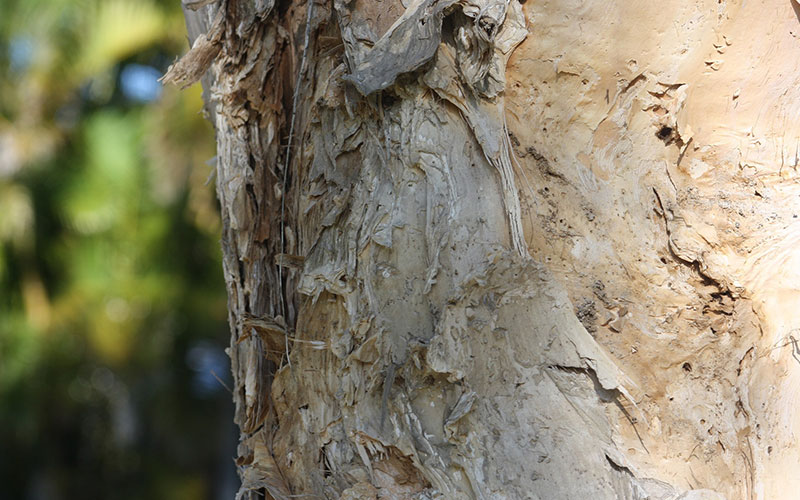 Dead Tree Removal How To Tell If A Tree is Dead