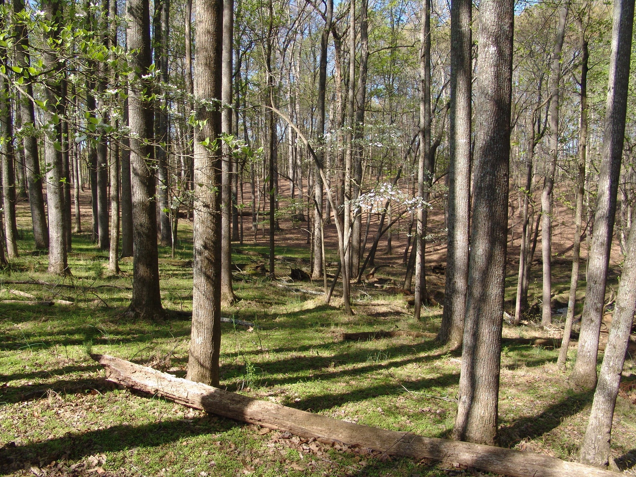 Ultimate Guide Natural Burials Natural Burial Information & Advice