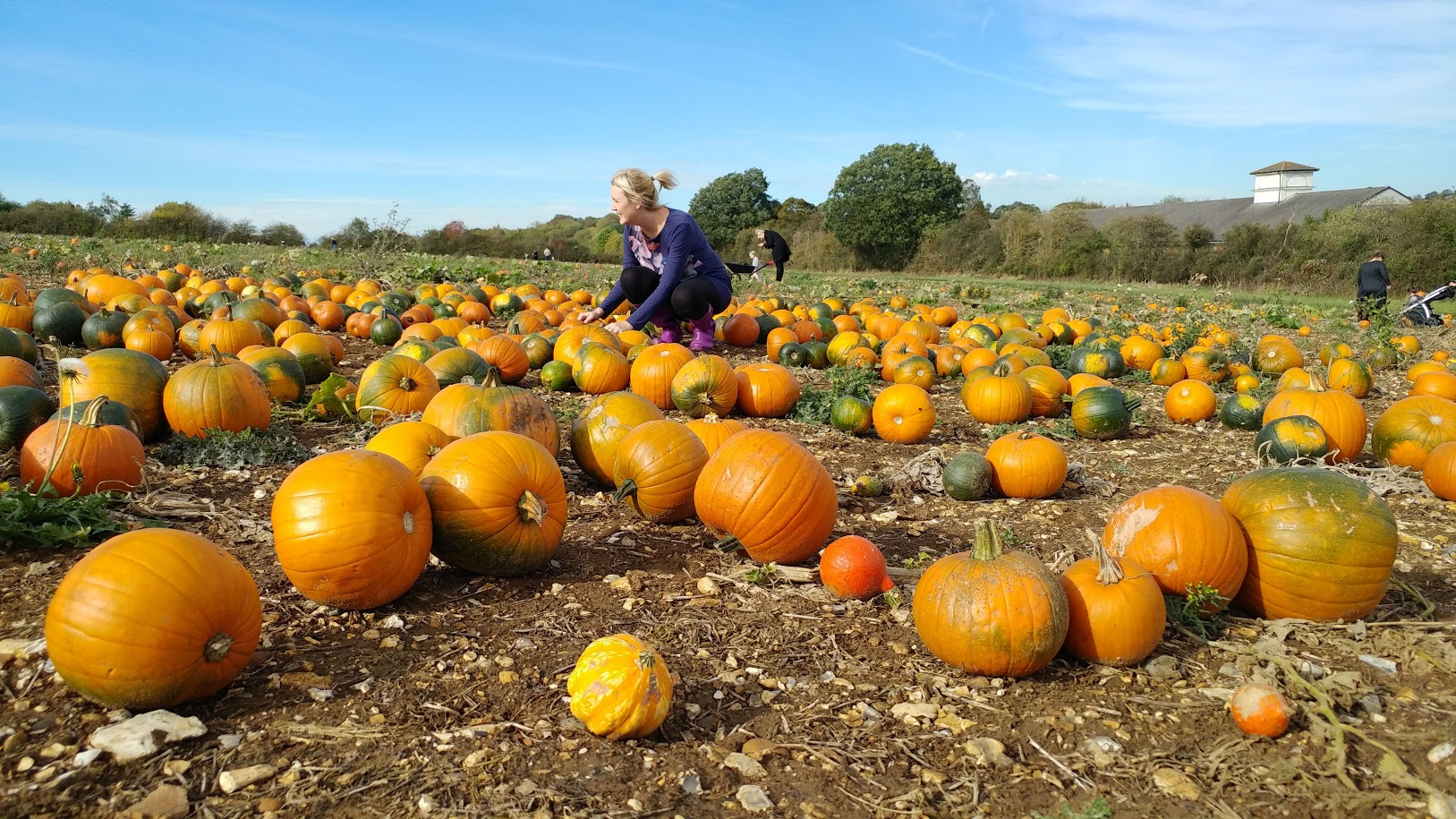 Farm Parks, animals and pick your own fruit and vegetables Milton