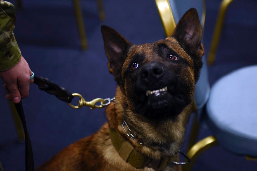 MWD Kennel Master Decorated Military Veterans and Patriots