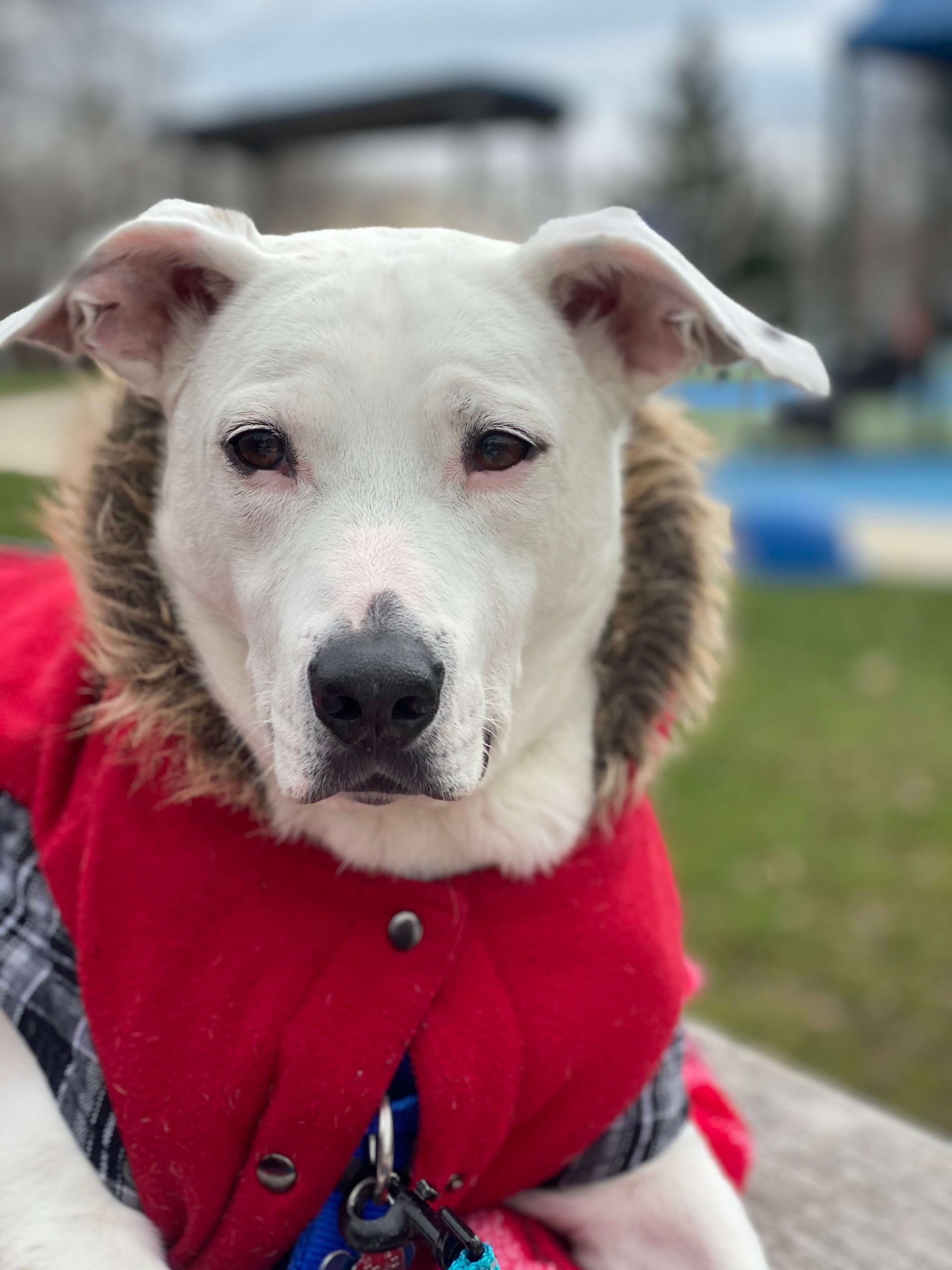 Essential Winter Gear for Milwaukee Dogs Milwaukee Paws Pet Care