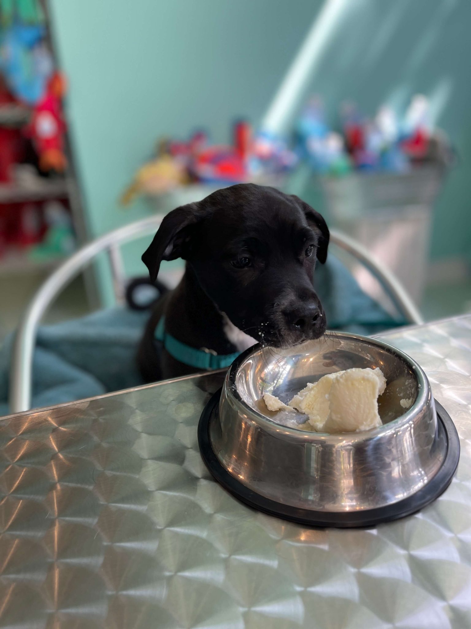 Our Top 5 Dog Friendly Patios in Milwaukee Milwaukee Paws Pet Care