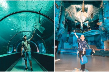 【澎湖景點】澎湖水族館：波浪海堤/鯊魚餵食秀/海底隧道，好玩必拍亮點大公開！