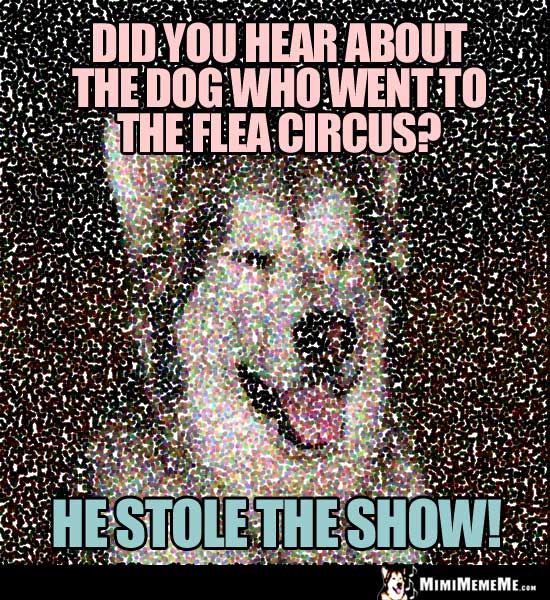 Dog Show Jokes, Blue Ribbon Canine Comedy, Pedigree Humor. Pg 13 MimiMemeMe
