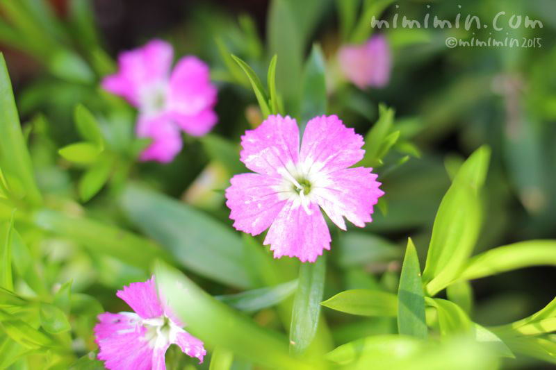 なでしこ 花言葉 ピンク canvasily