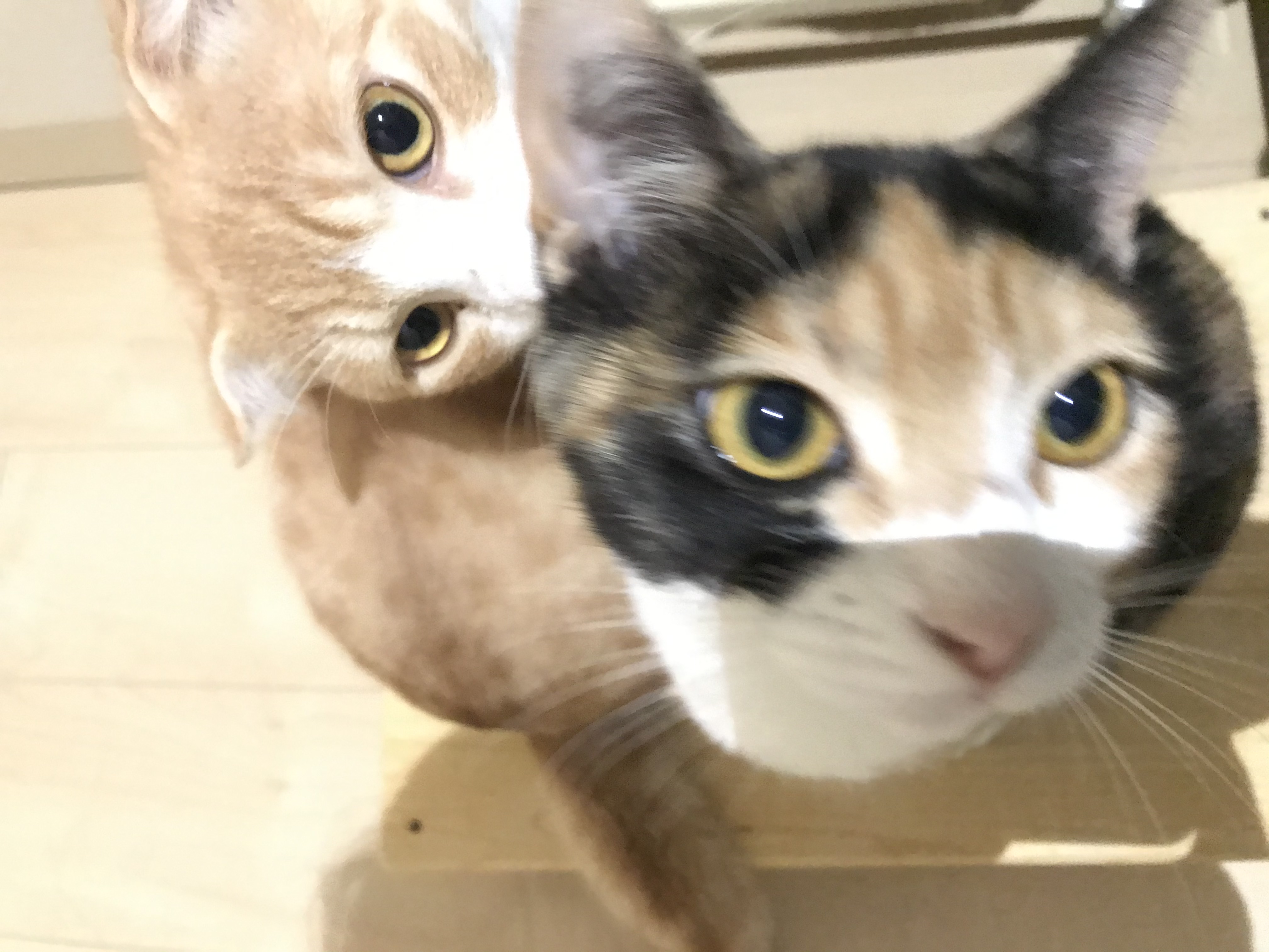 猫がお風呂までついてくる心理と理由  みみむむブログ