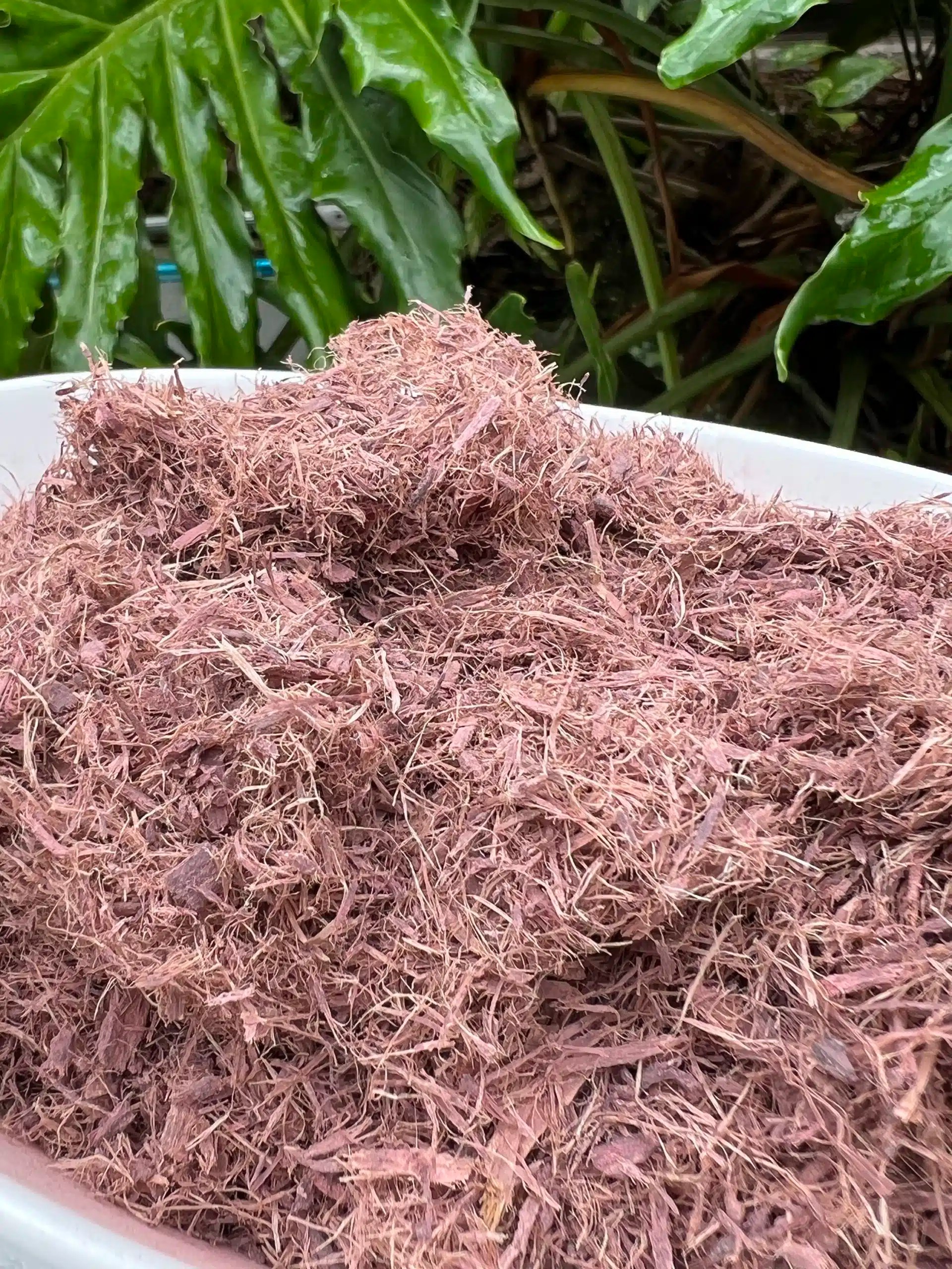 Acacia Confusa Root Bark Mimosa Root Shop