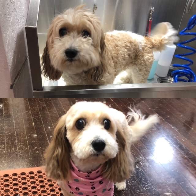 Mina's Wags to Riches Pet Spa Full Service Dog Grooming Spa and Kennel