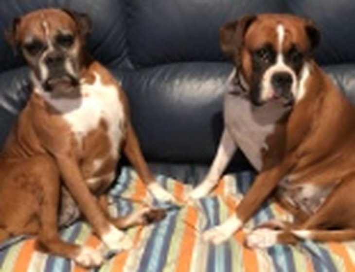 Pet & House Sitter in Victoria [ID u8n] Mindahome Australia