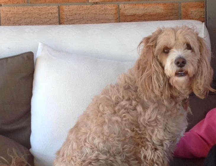 Pet & House Sitter in New South Wales and other states. [ID 1t4m