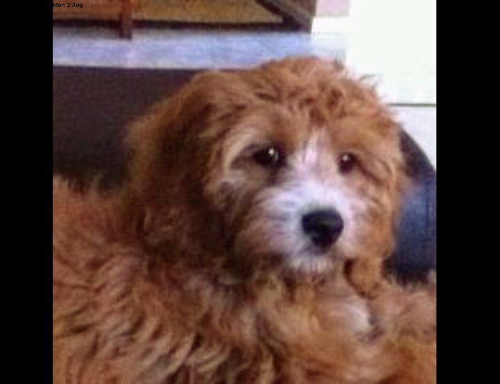 Pet & House Sitter in New South Wales and other states. [ID 1t4m