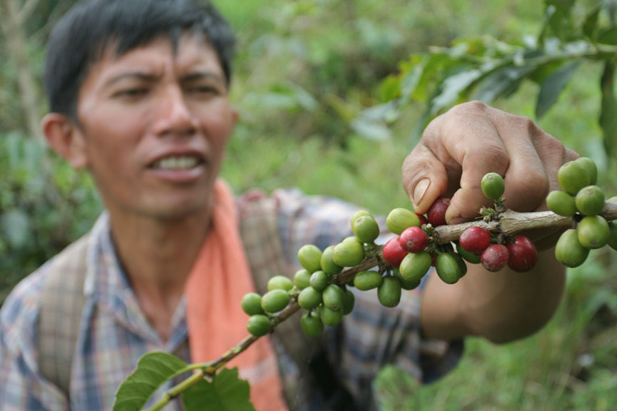 Better outlook for Davao coffee growers seen