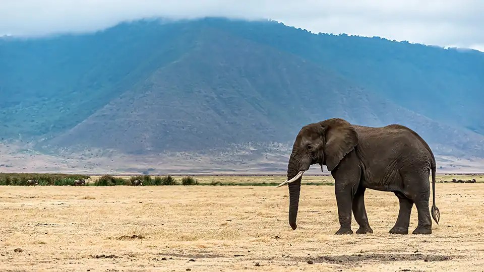 Elephant in Dream Meaning Symbolism & Interpretation