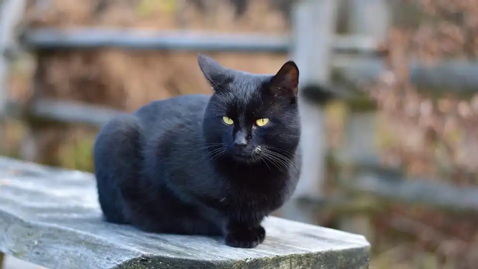Black Cat Dream Meaning & Symbolism