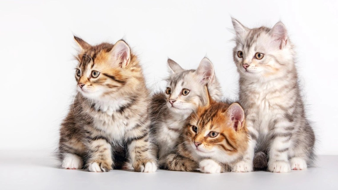 Kittens in a Dream Meaning and Interpretation