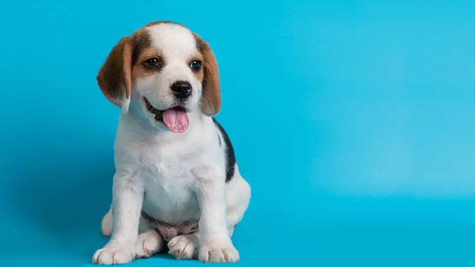 Puppy Dream Meaning and Interpretation