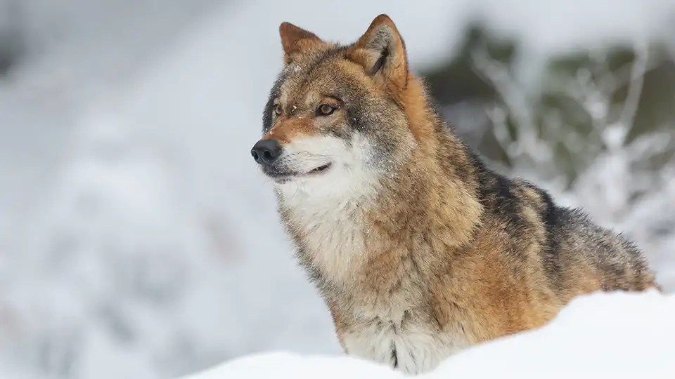 Wolf Dream Meaning & Symbolism