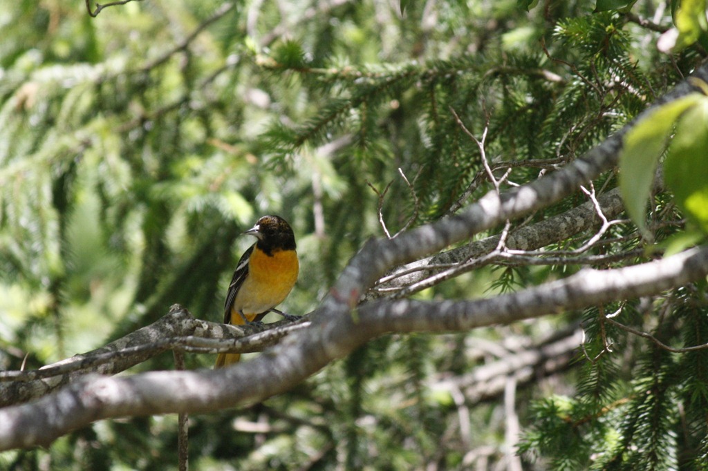 My Parents’ House is for the Birds minding my nest
