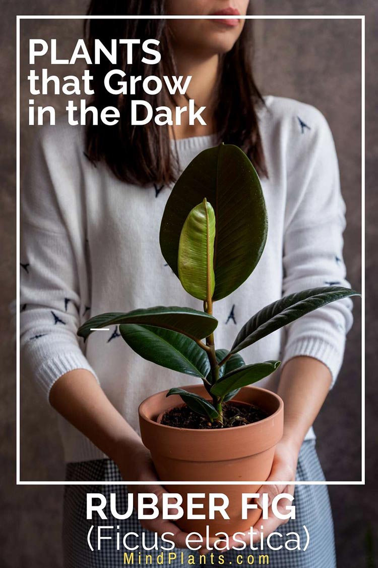 Plants That Grow in the Dark and in Shades
