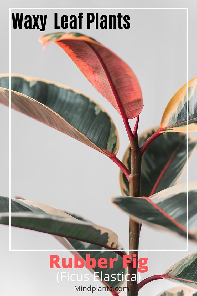 15 Plants with Waxy Leaves. (Outdoor & Indoor )