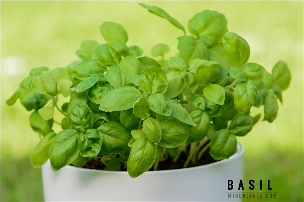 10 Best Plants for SelfWatering Pots and Planters