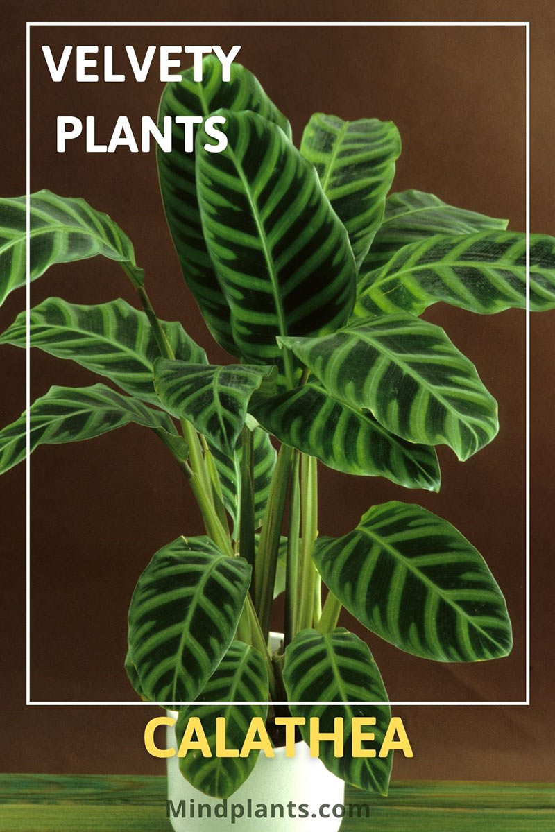 9+ velvety plants BeckaBrendyn