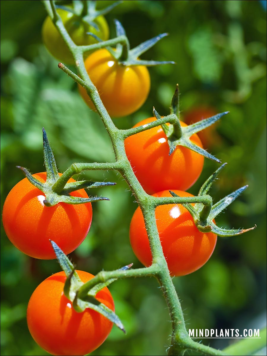 10 Best Plants for SelfWatering Pots and Planters