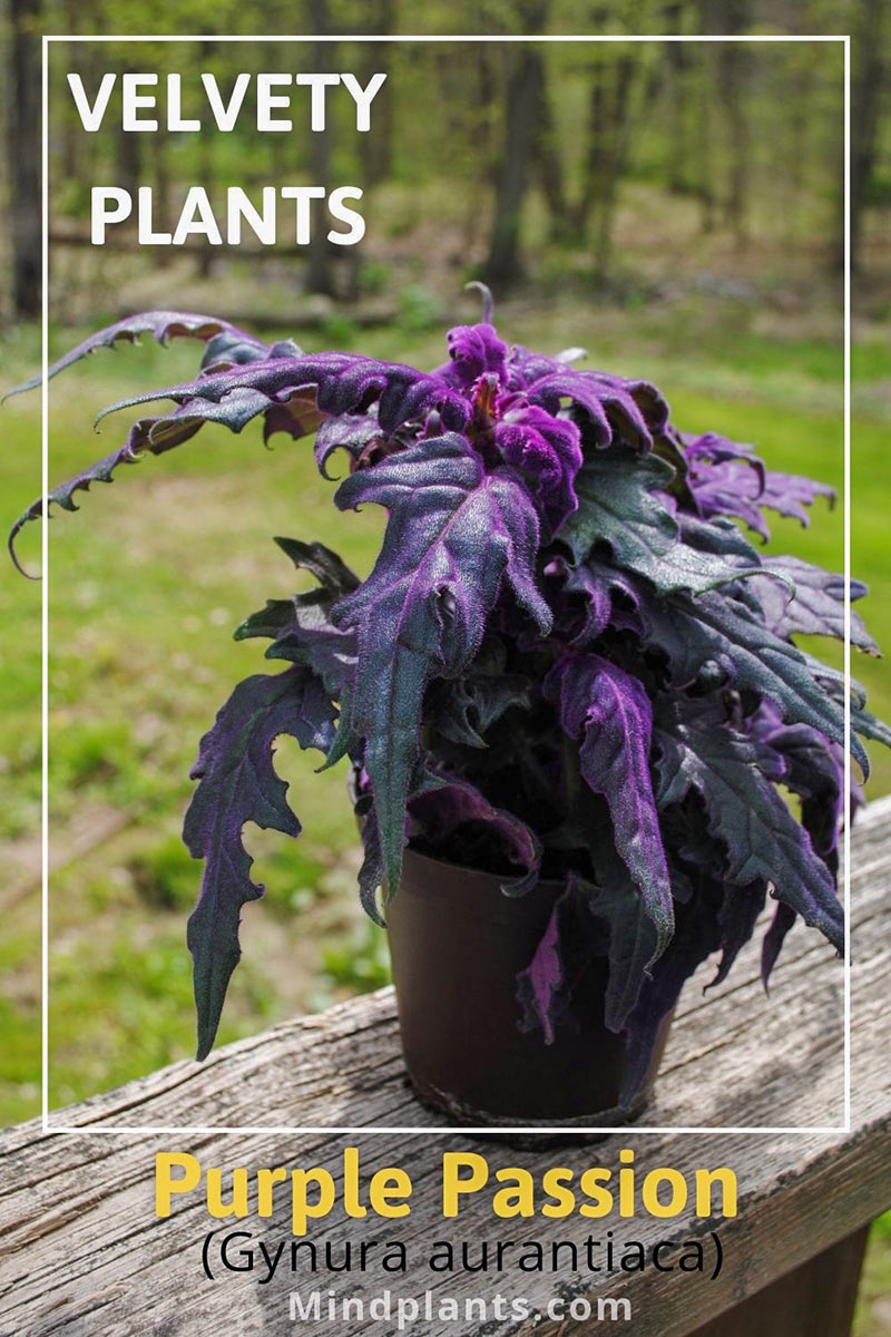 Velvety Plants 10 Stunning Plants With Velvety Leaves