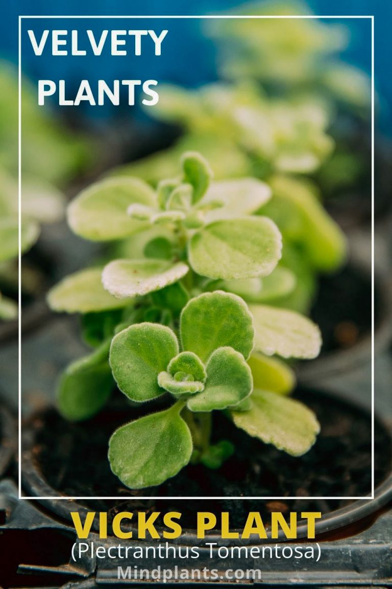 Velvety Plants 10 Stunning Plants With Velvety Leaves