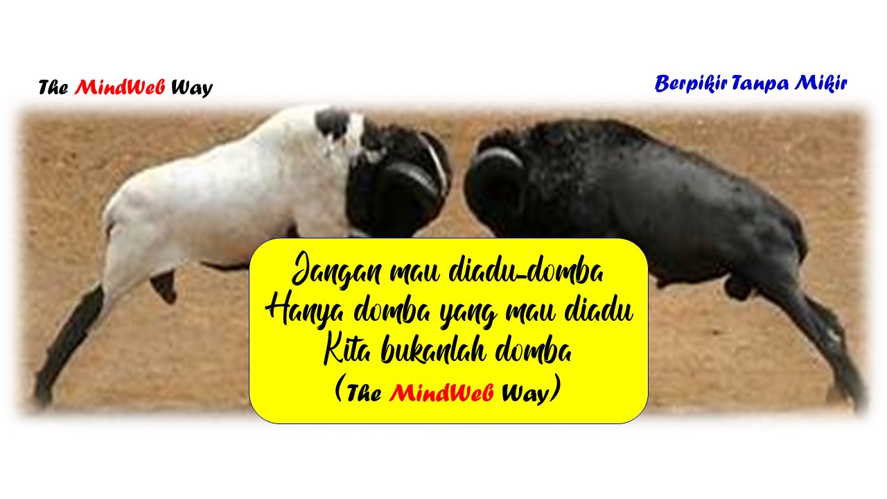 MindWebWay Adu Domba