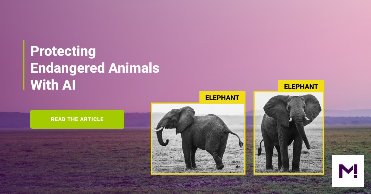 Protecting Endangered Animals With AI Mindy Support Outsourcing