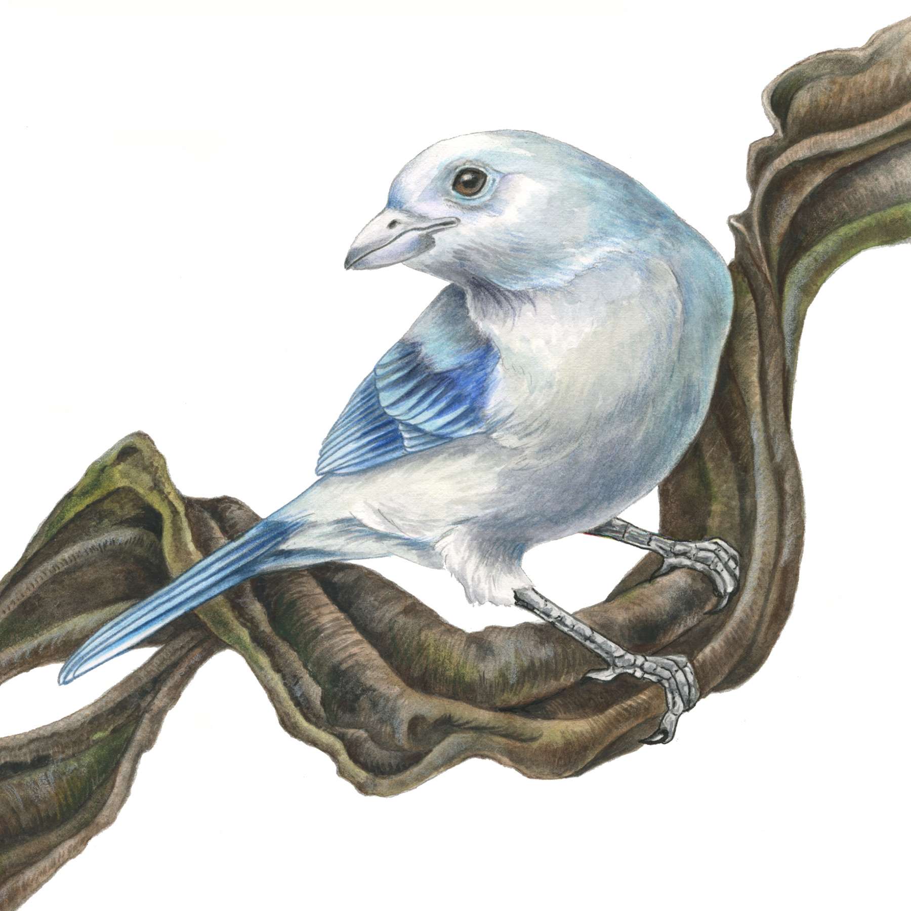 Gallery Bird Art The Art of Mindy Lighthipe