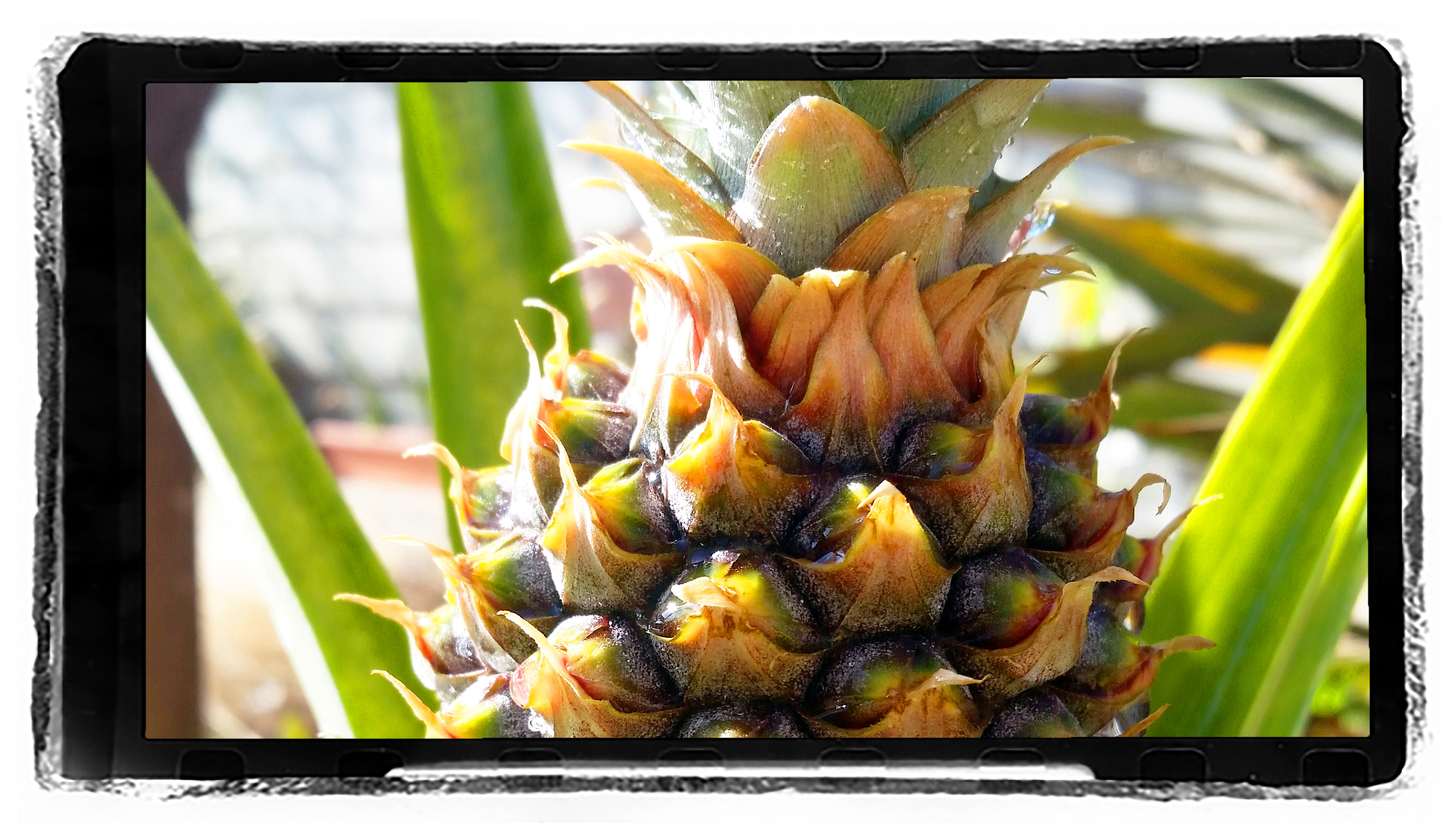 The Pineapple Express how to grow and propagate a pineapple, over and