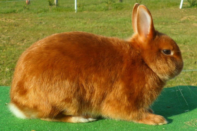 Lapin nain satin rouge
