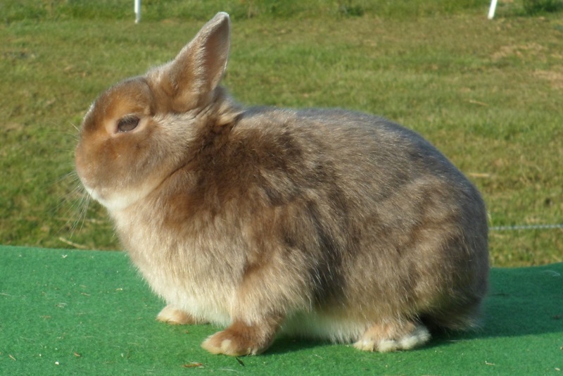 Lapin nain satin lynx et gris bleu