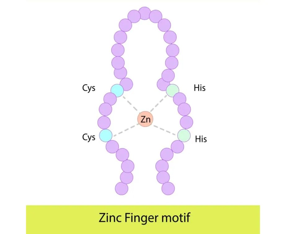 Zinc fingers C2H2type 東京・ミネルバクリニック