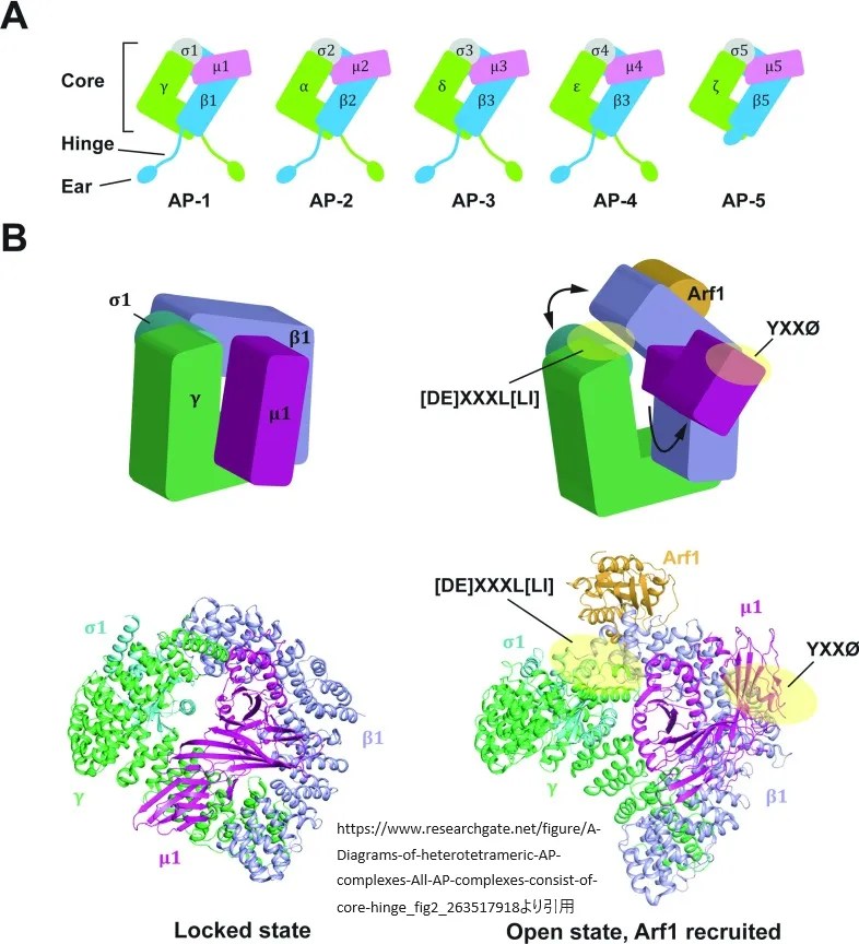 Adaptor protein complexes アダプタータンパク複合体 AP複合体 東京・ミネルバクリニック