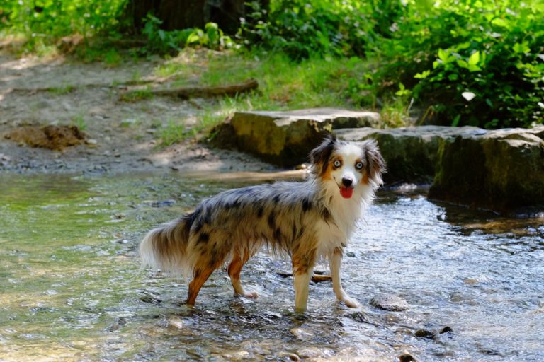 Rüden Mini Australian Shepherd`s aus der Schweiz