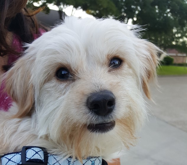 marley1c Mini Mutts Animal Rescue