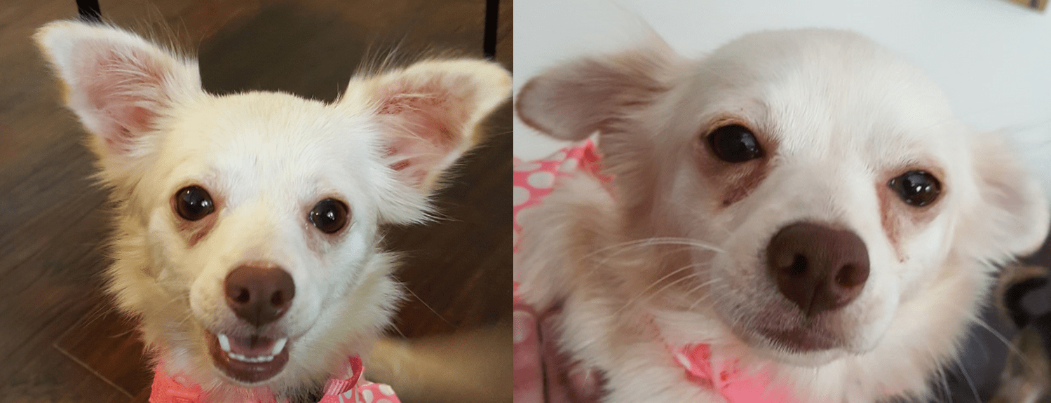 tori3c Mini Mutts Animal Rescue