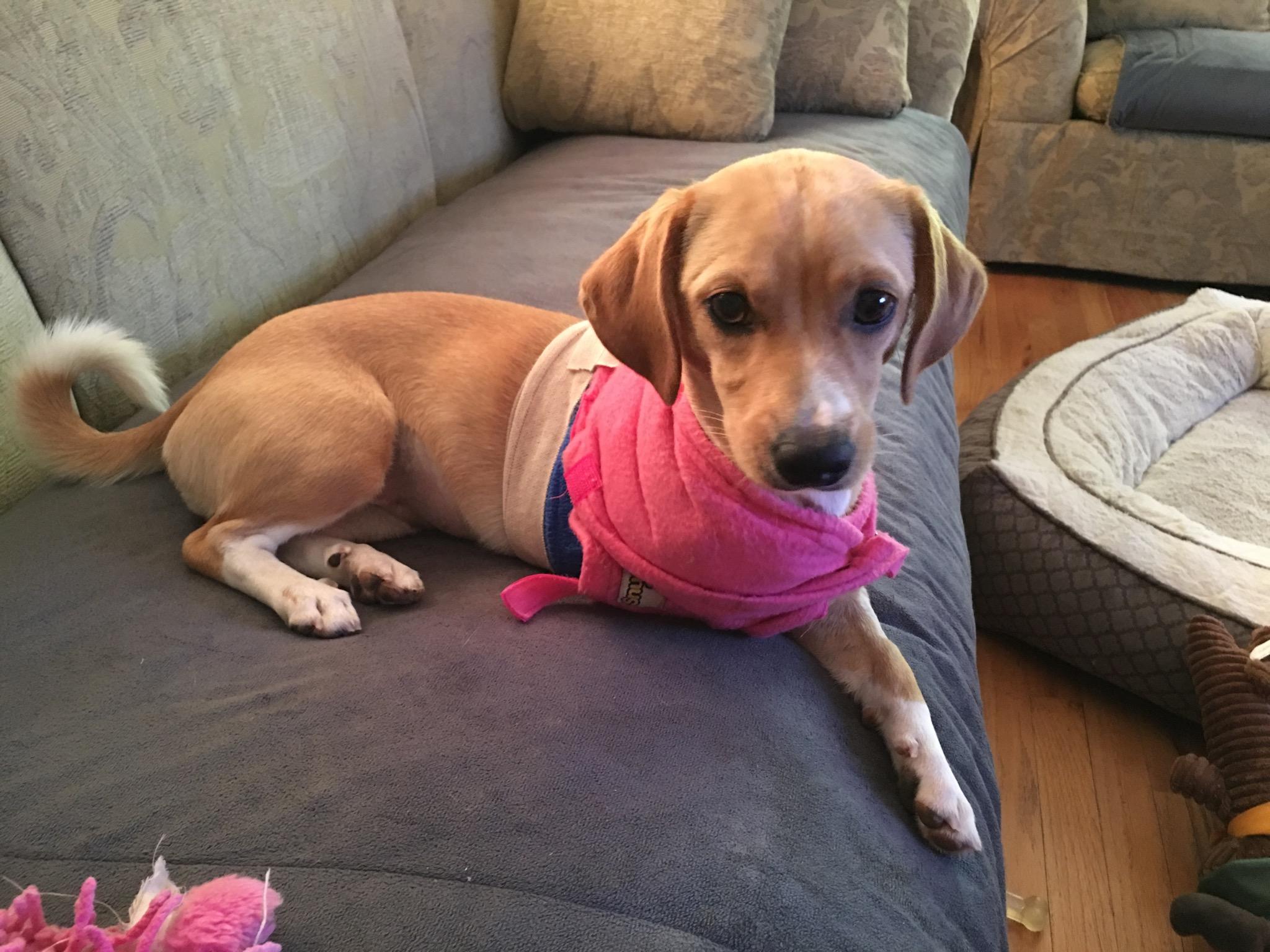 LACEY’S STORY! Mini Mutts Animal Rescue